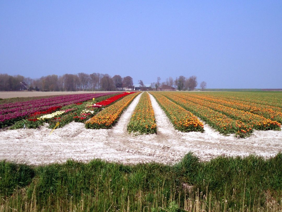 Tulpenvelden. Achter in het midden ligt de Feddemaheerd. Bron: Wikimedia Commons. Licentie: Publieke Domein.