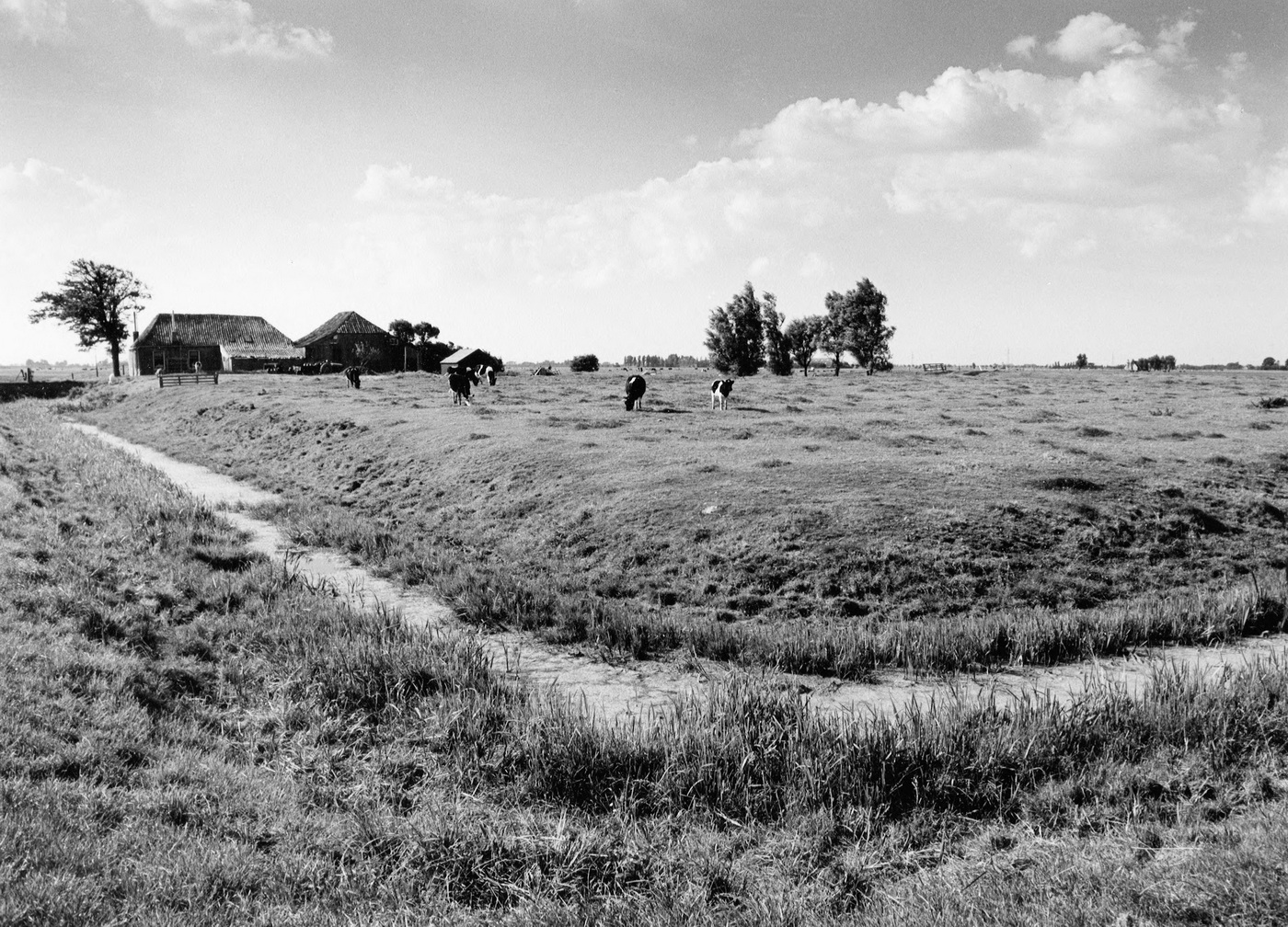 Harssens: Borgterrein van de Harssensborg. Koeien lopen in de wei. De sloot vormt de begrenzing. Foto: M.A. Douma, 1972. Bron: RHC GA, Groninger Archieven, Beeldbank Groningen.