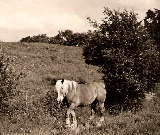 Vos is een Belg. Hij loopt hier langs de dijk aan de oostzijde van de Westerwoldse Ae. in de tijd dat pa de boerderij bestiert. Foto: ©Harm Hillinga, 1964.