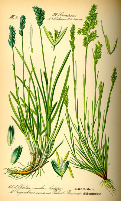 Blauwgras. Sesleria albicans. Poaceae.