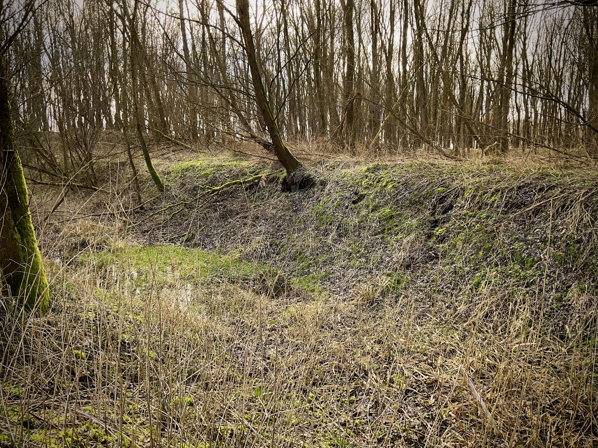 Een wal van de redoute onder Ulsda. Foto: ©Jur Kuipers, 2023.