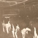 Scannen1005  Het vee in de boerderij aan de andere kant van de Westerwoldse Aa. (Foto: Harm Hillinga, 1969).