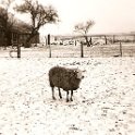 Scannen4005  Een schaap bij de boerderij van Eggo in de winter en de appelboom. (Foto: Harm Hillinga, 1969).